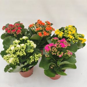 KALANCHOE CALANDIVA