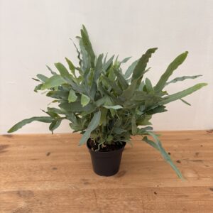 PHLEBODIUM AUREUM