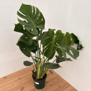 MONSTERA DELICIOSA